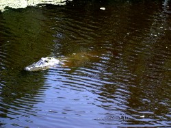 Thumbs/tn_8-2-02 Cypress Swamp Tour 27.jpg